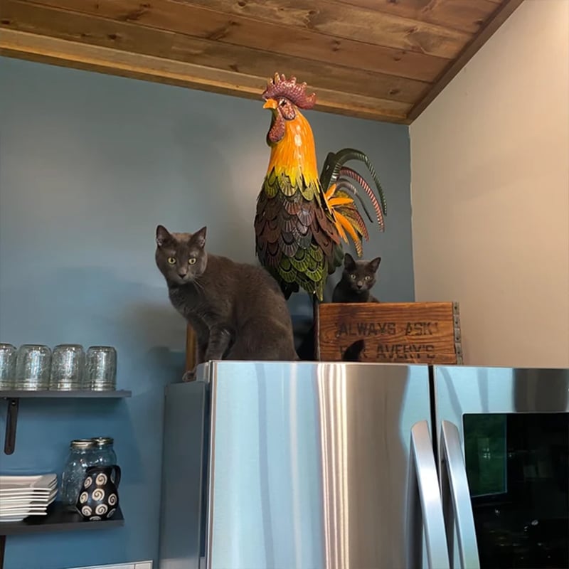 Iron Rooster-Amazing Detail And Beautiful Colours