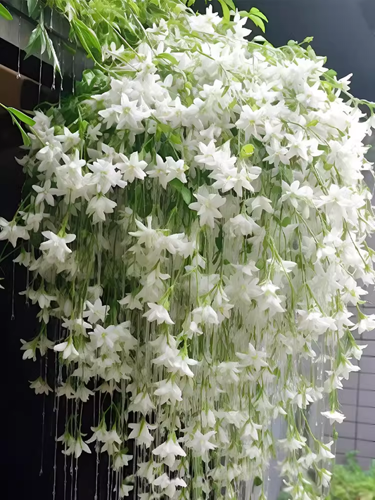🔥 2025 Garden Must-Have 🌾  Perennial weeping jasmine seeds