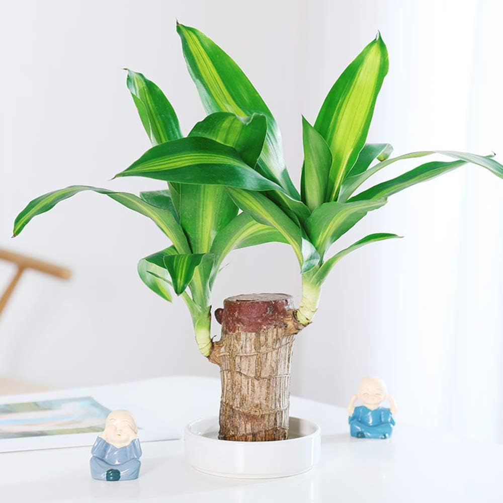 hambort™-Lucky Brazil Wood Potted Plant