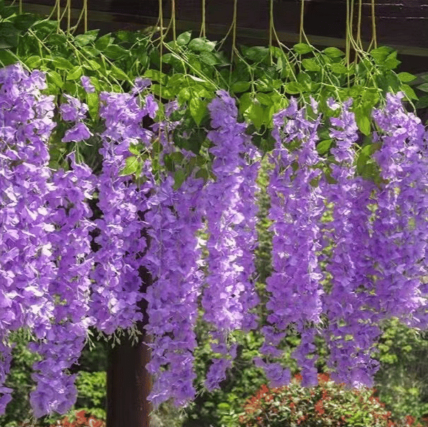 hambort™- UV Simulation Artificial Wisteria