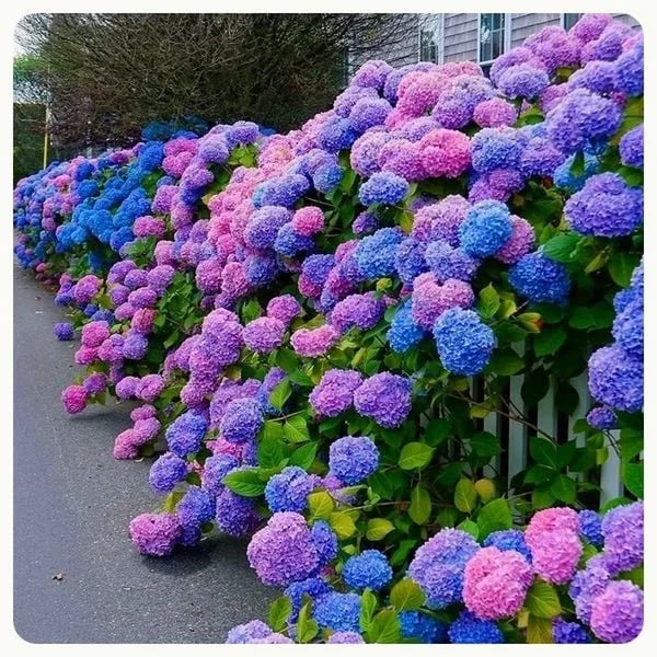 hambort™-Outdoor Artificial Hydrangea Flowers