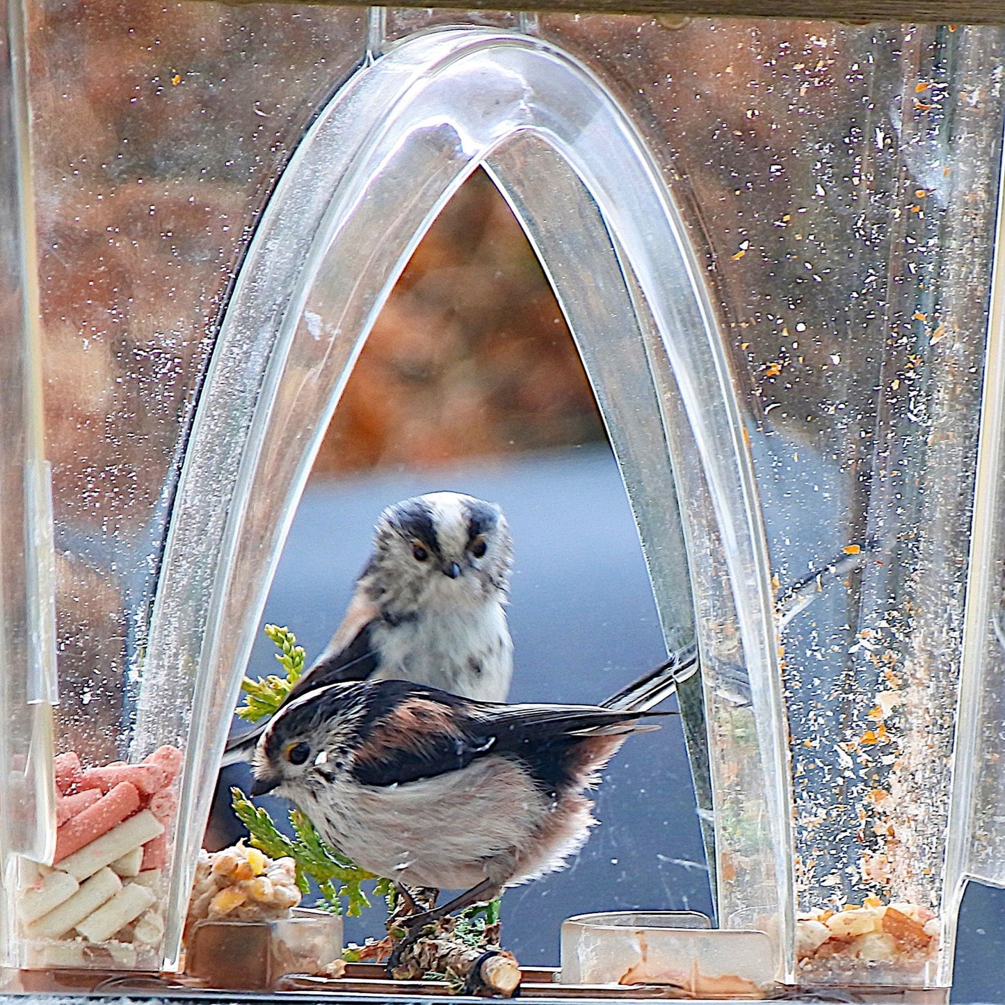 hambort™- Arch Window Bird Feeder