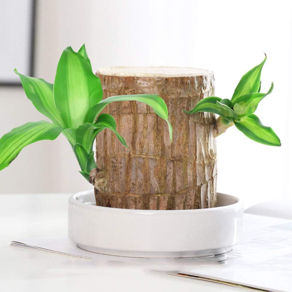 hambort™-Lucky Brazil Wood Potted Plant