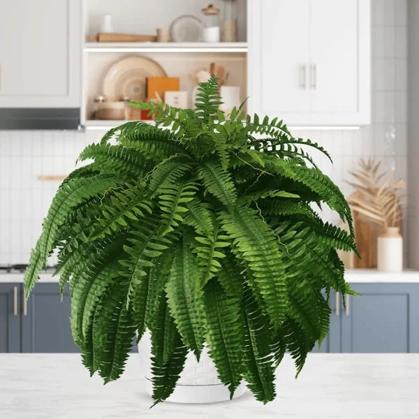 hambort™-UV Resistant Lifelike Artificial Boston Fern