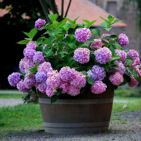 hambort™-Outdoor Artificial Hydrangea Flowers