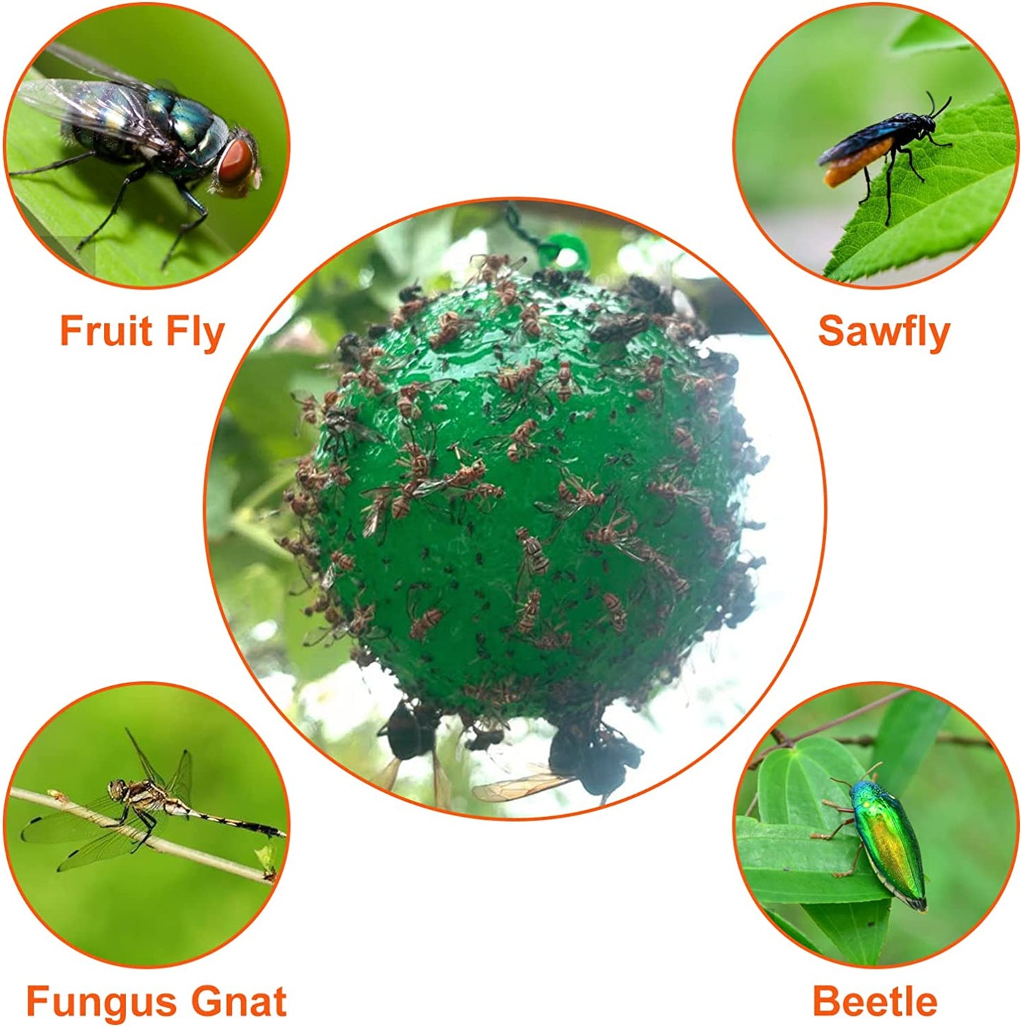 hambort™-Hanging Environmental Fruit Fly Traps Sticky Traps-BUY 3 GET 3 FREE