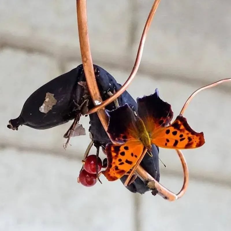 hambort™-Butterfly Banana Hammock-Butterfly Feeder