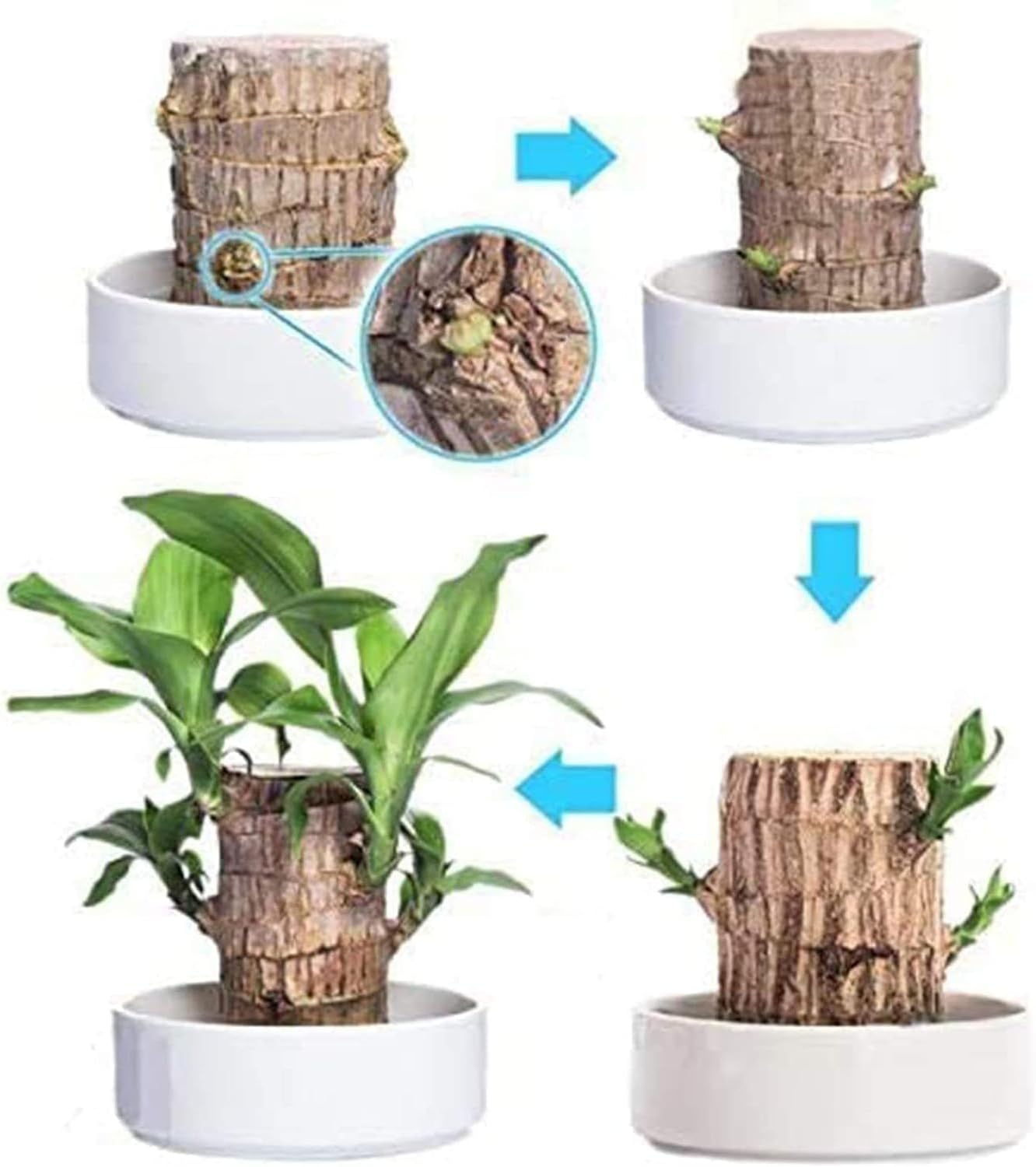 hambort™-Lucky Brazil Wood Potted Plant