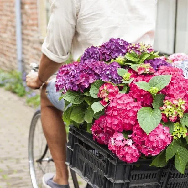 hambort™-Outdoor Artificial Hydrangea Flowers