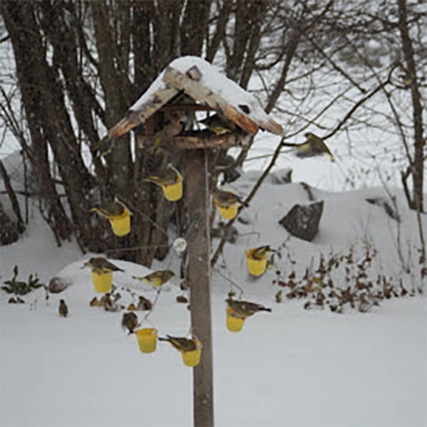 hambort™-Ferris Wheel Bird Feeder