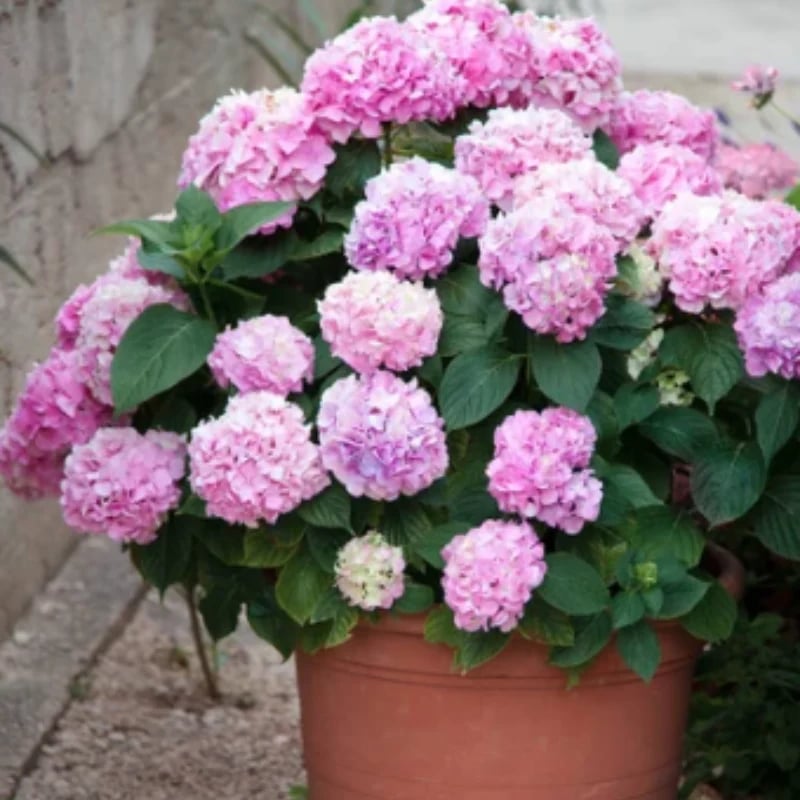 hambort™-Outdoor Artificial Hydrangea Flowers