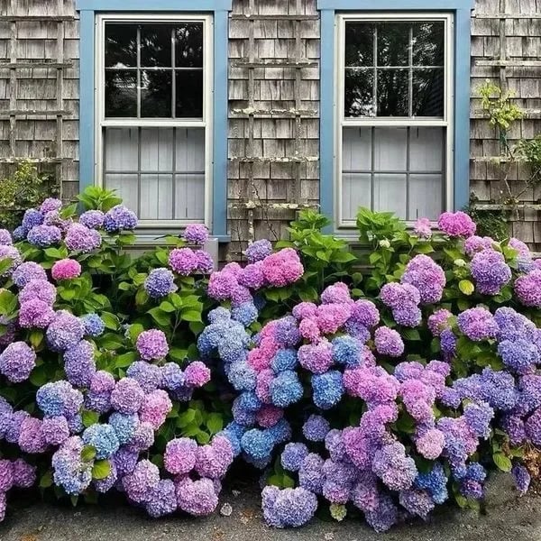 hambort™-Outdoor Artificial Hydrangea Flowers