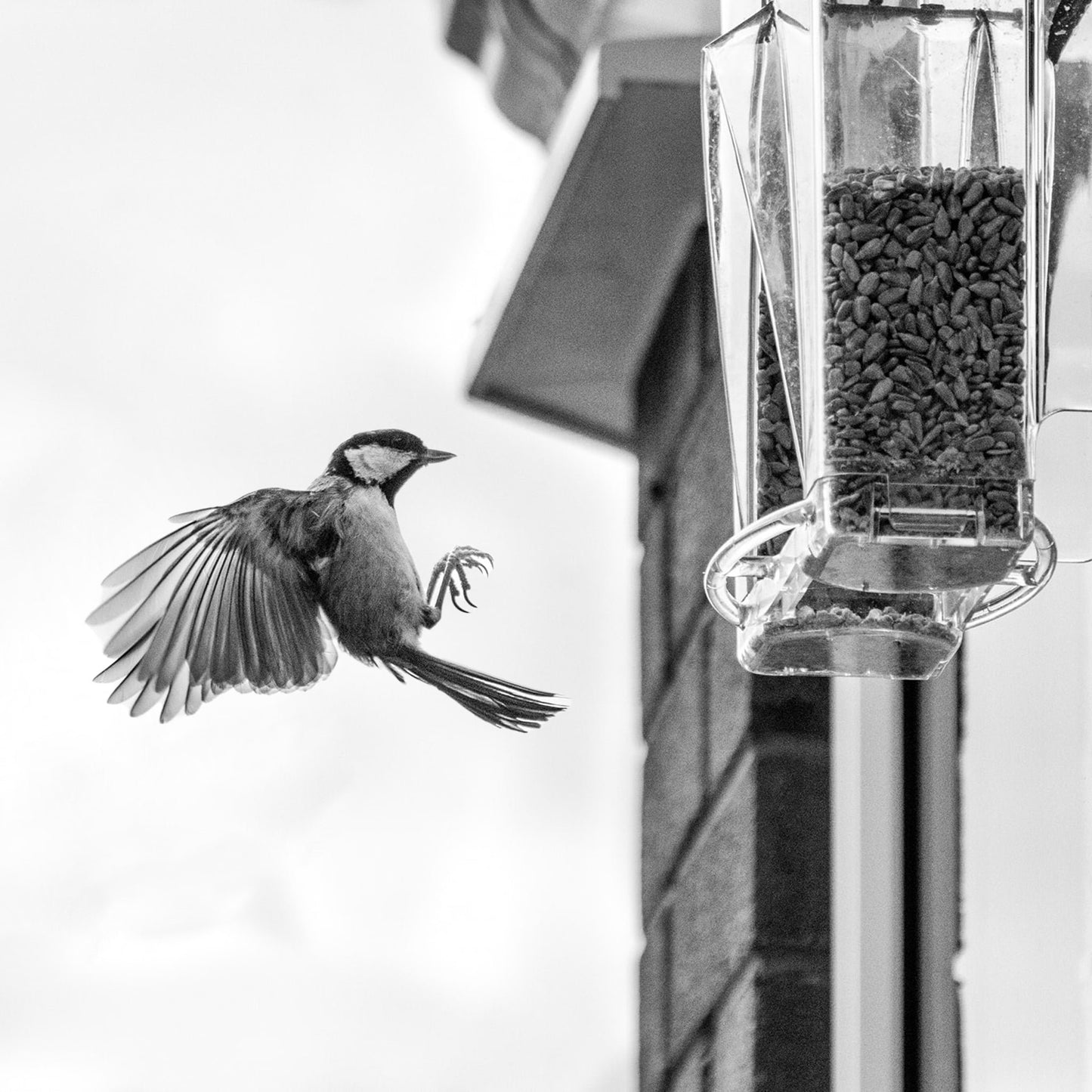 hambort™- Arch Window Bird Feeder