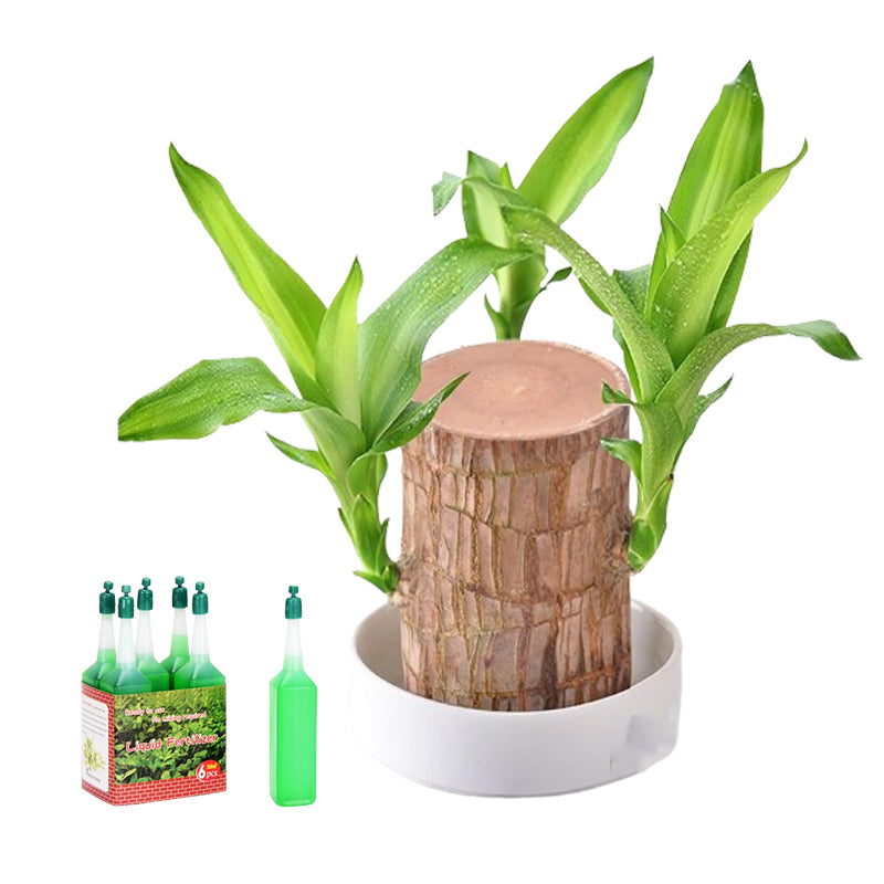 hambort™-Lucky Brazil Wood Potted Plant