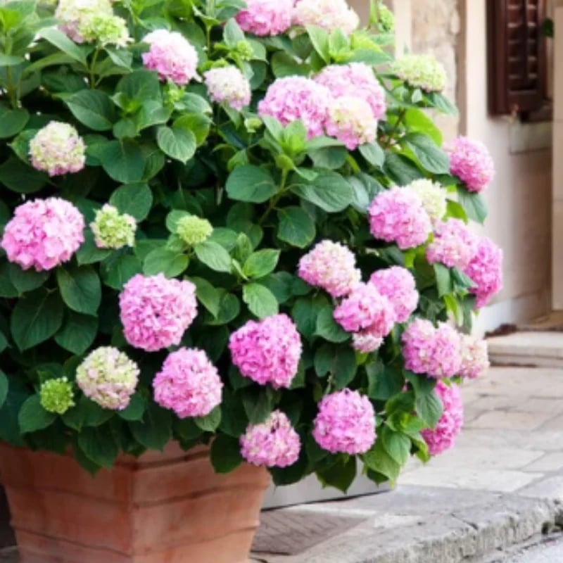 hambort™-Outdoor Artificial Hydrangea Flowers