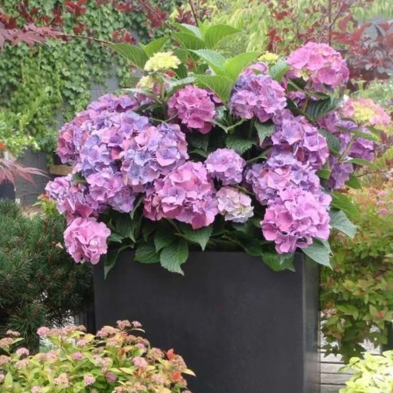 hambort™-Outdoor Artificial Hydrangea Flowers