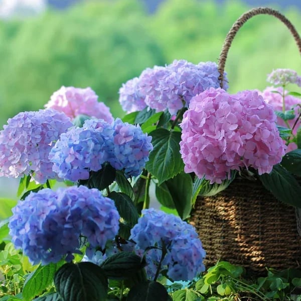 hambort™-Outdoor Artificial Hydrangea Flowers