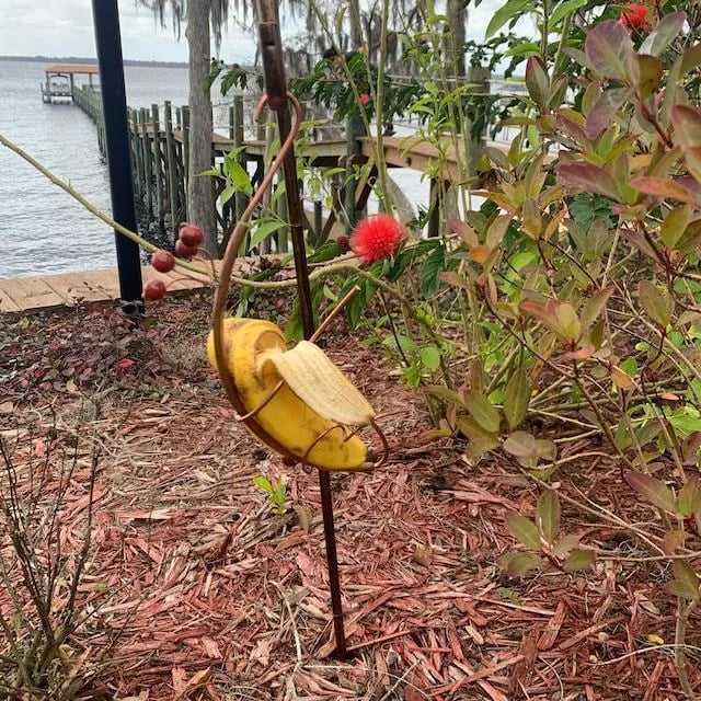 hambort™-Butterfly Banana Hammock-Butterfly Feeder