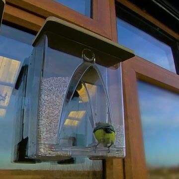 hambort™- Arch Window Bird Feeder